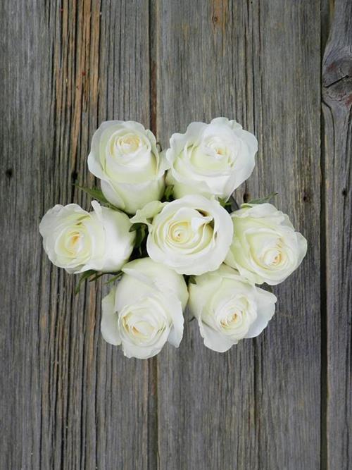 GLACIER  WHITE ROSES